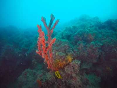 Ma gli esperti sono riusciti a distinguere anche esemplari di briozoi, come la Myriapora truncata, detto anche �falso corallo� per il suo rosso intenso